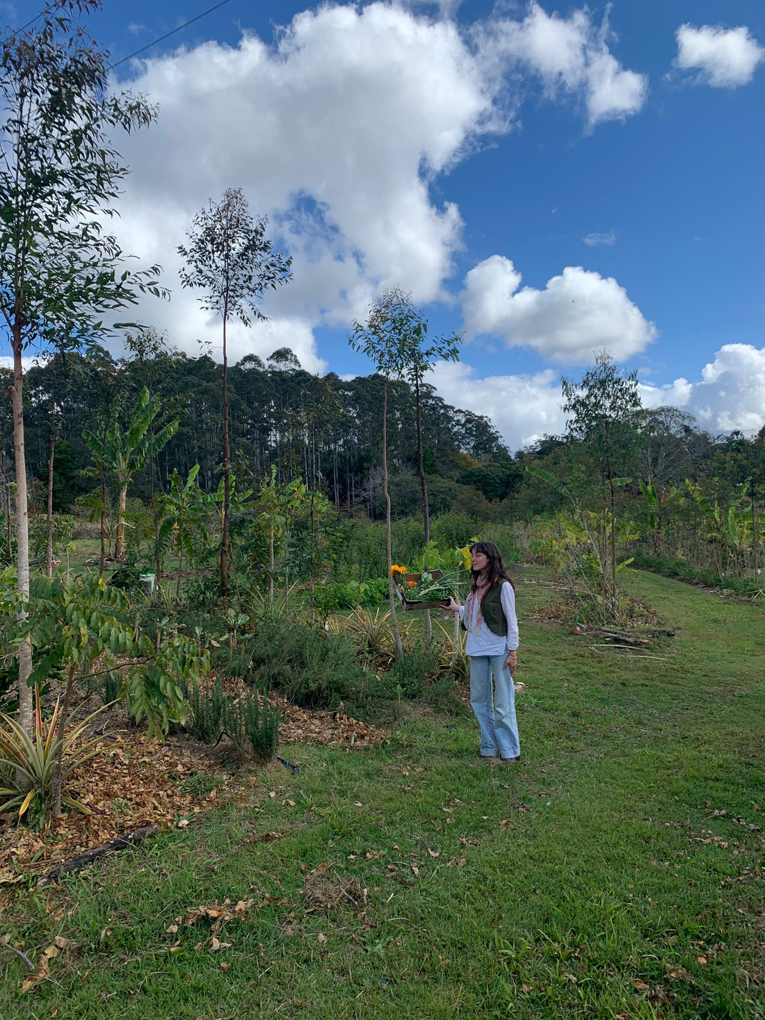 Why Regenerative Farming Produces More Powerful Herbal Medicine